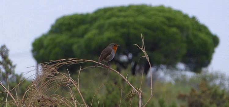 II Seminario formativo ‘Espacios naturales y ornitología: un recurso didáctico’