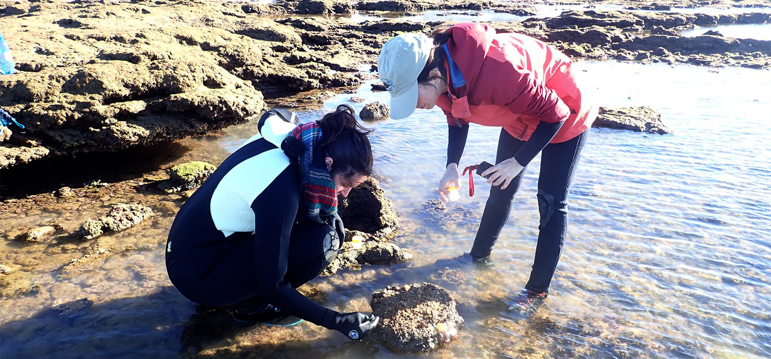 Investigadores de la UCA descubren diez nuevas especies animales en la playa de La Caleta