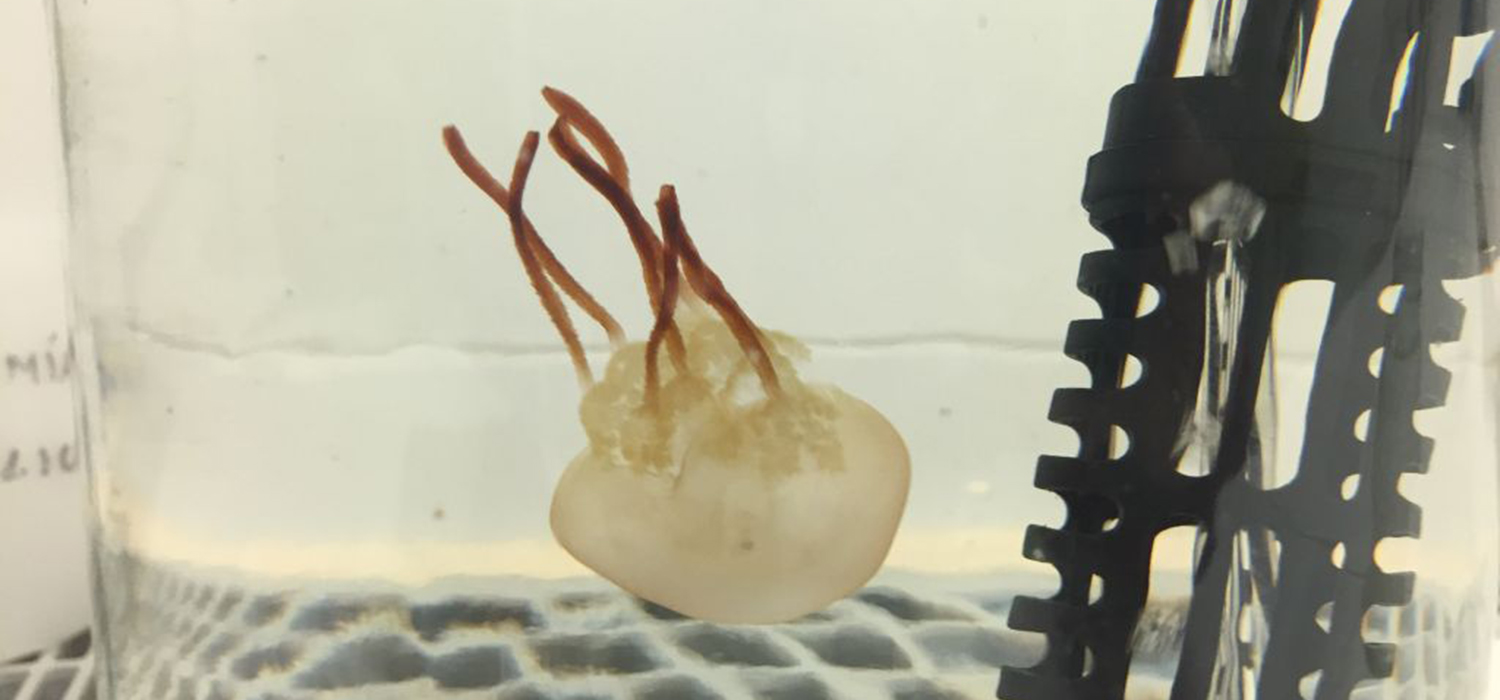 CEI·Mar y CSIC organizan un taller sobre herramientas útiles para  gestionar poblaciones de medusas