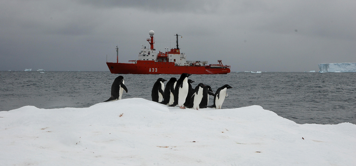 Investigadores de la UCA participan en un proyecto que analiza la influencia de los pingüinos en los ciclos bioquímicos de la Antártida