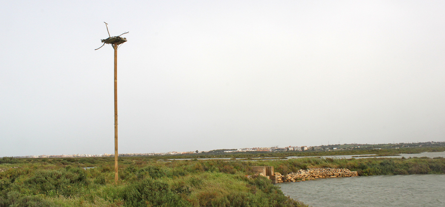La salina Esperanza acoge nuevos nidos para la recuperación del águila Pescadora en la Bahía de Cádiz
